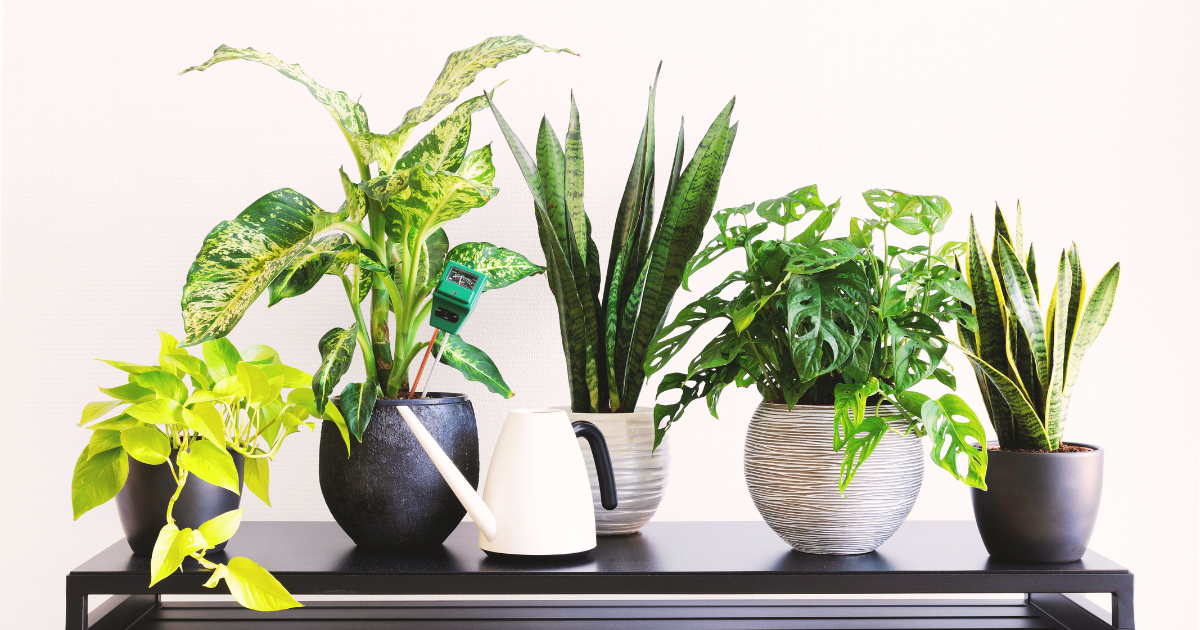 Best Heat-Resilient Tropicals.png