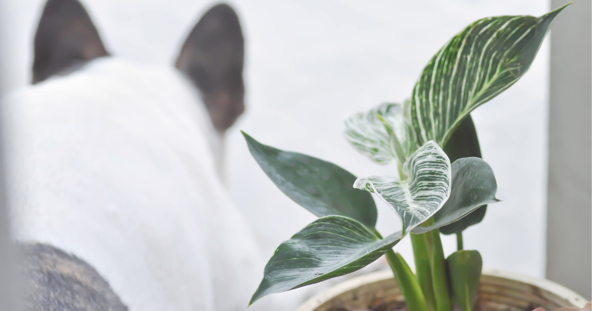 Philodendron with Dogs.png