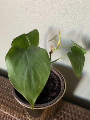 een volwassen Philodendron scandens 'Heartleaf' stekje 