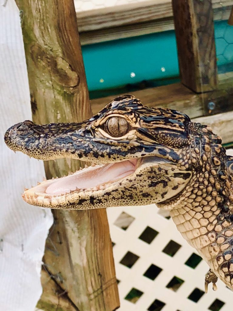 close up of baby alligator