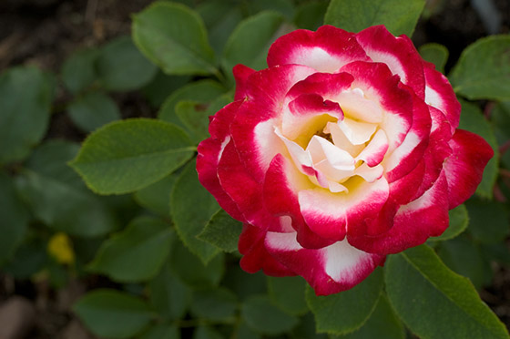 What Is an Osiria Rose and Are They Actually Real?