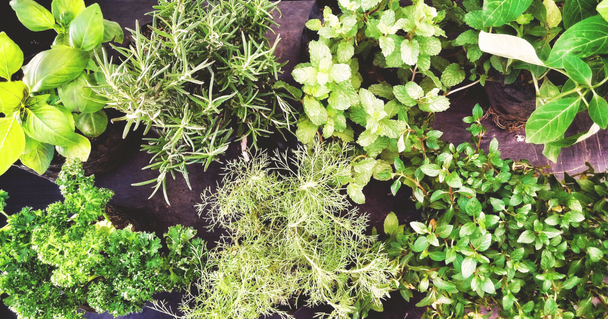 Herbs to Plant in June.png