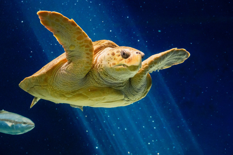 Loggerhead Sea Turtle