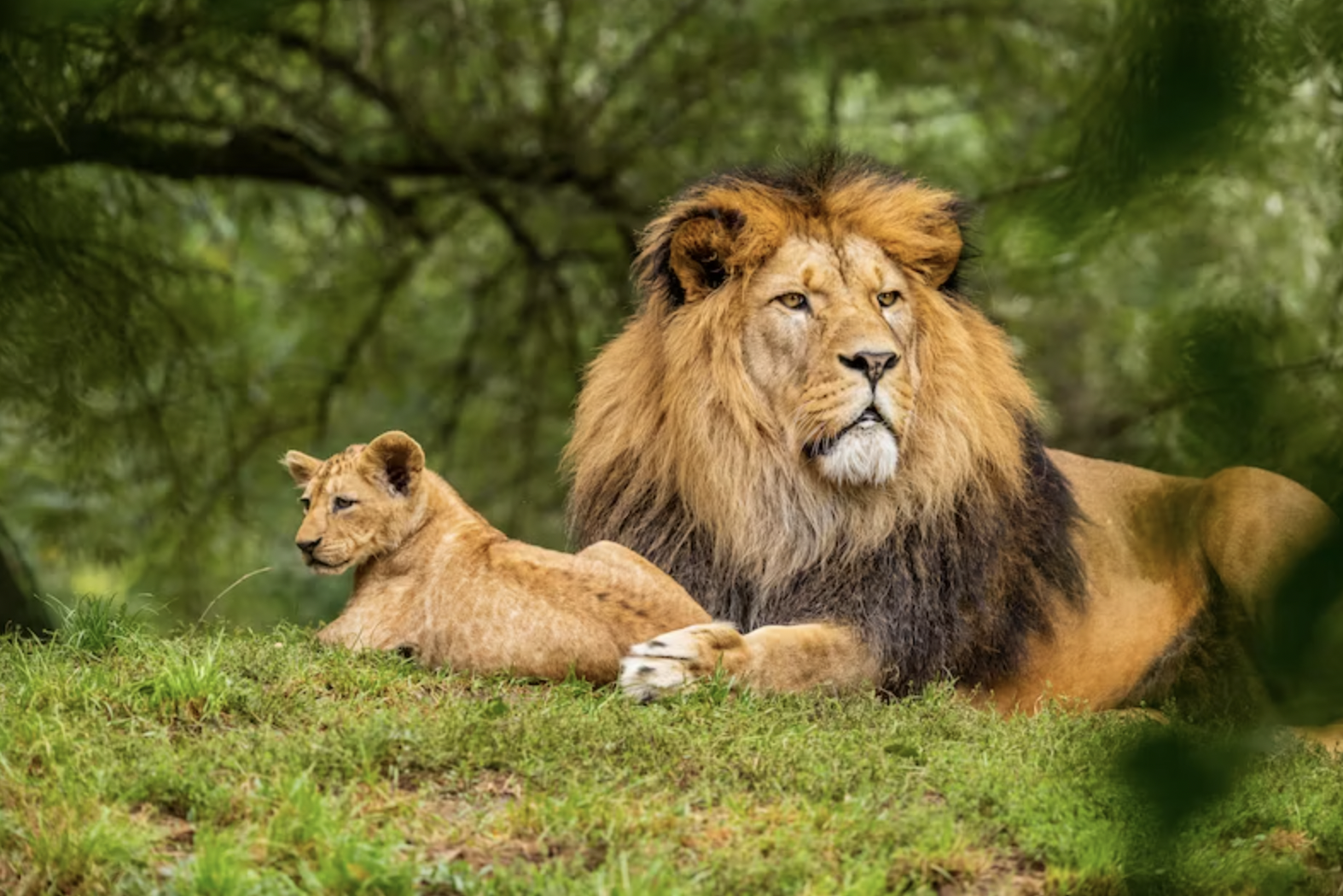 Two Lions In the Wild