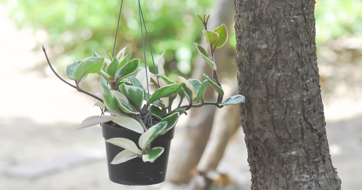 Hoya Plant (2).png