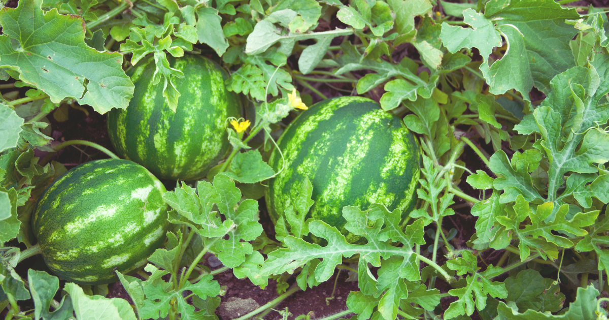 Watermelons.png