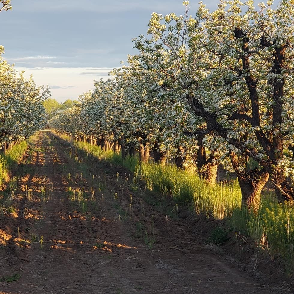 The Youngs have several acres of wine grapes planted, as well as a ful orchard of seasonal fruits.