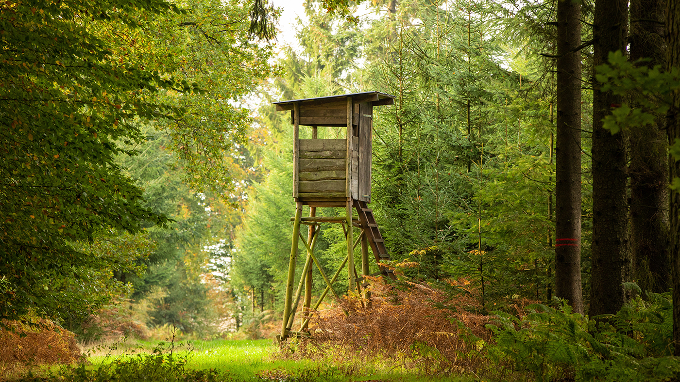 Hochsitz-bauen-Beitragsbild.jpg