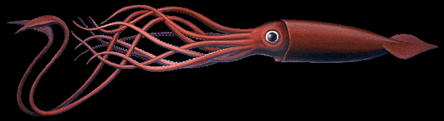 giantsquid.png