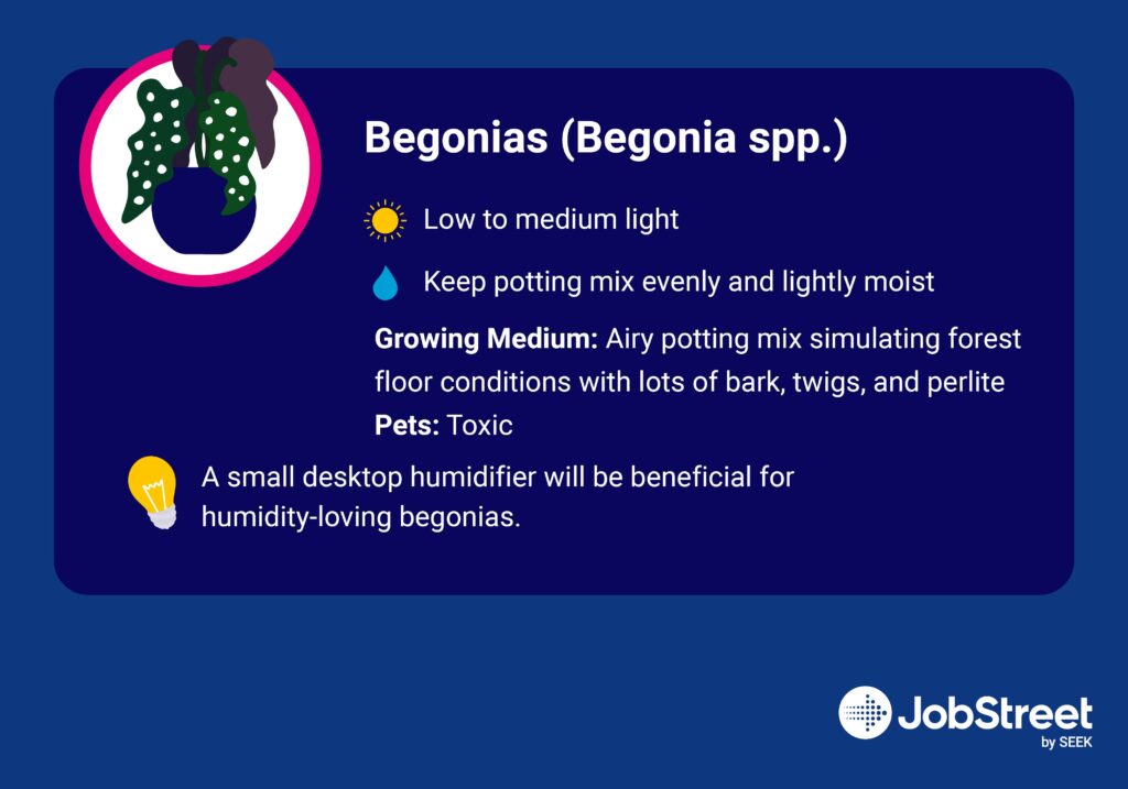 Begonias (Begonia spp.)