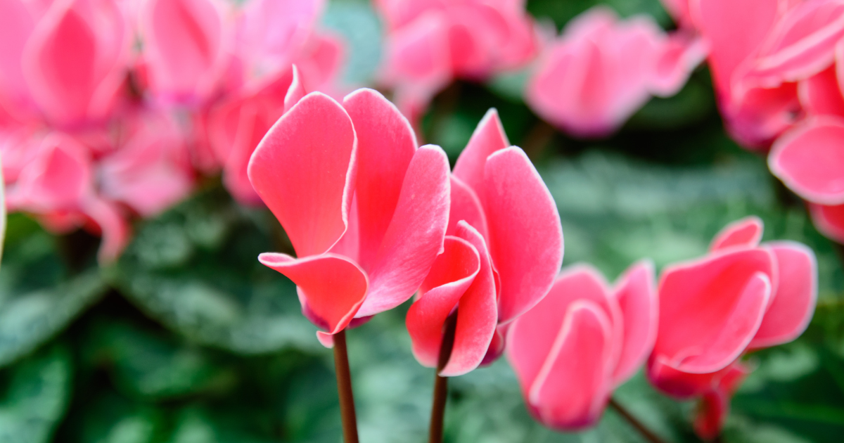 Cyclamen Outdoor.png