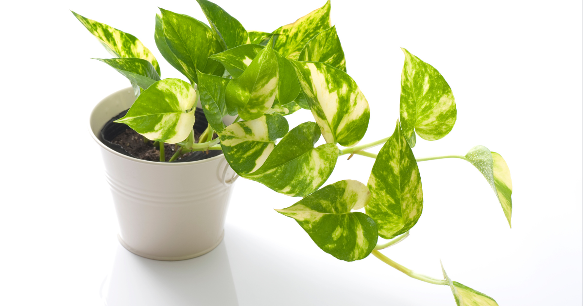 Hawaiian Pothos.png