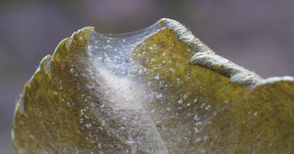 spider mites.png