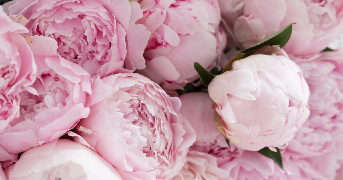 Peonies (1).png