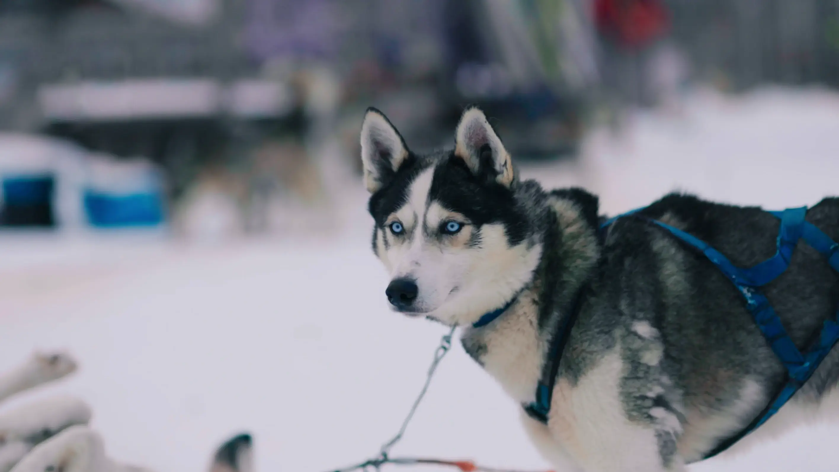 a husky photo in snow