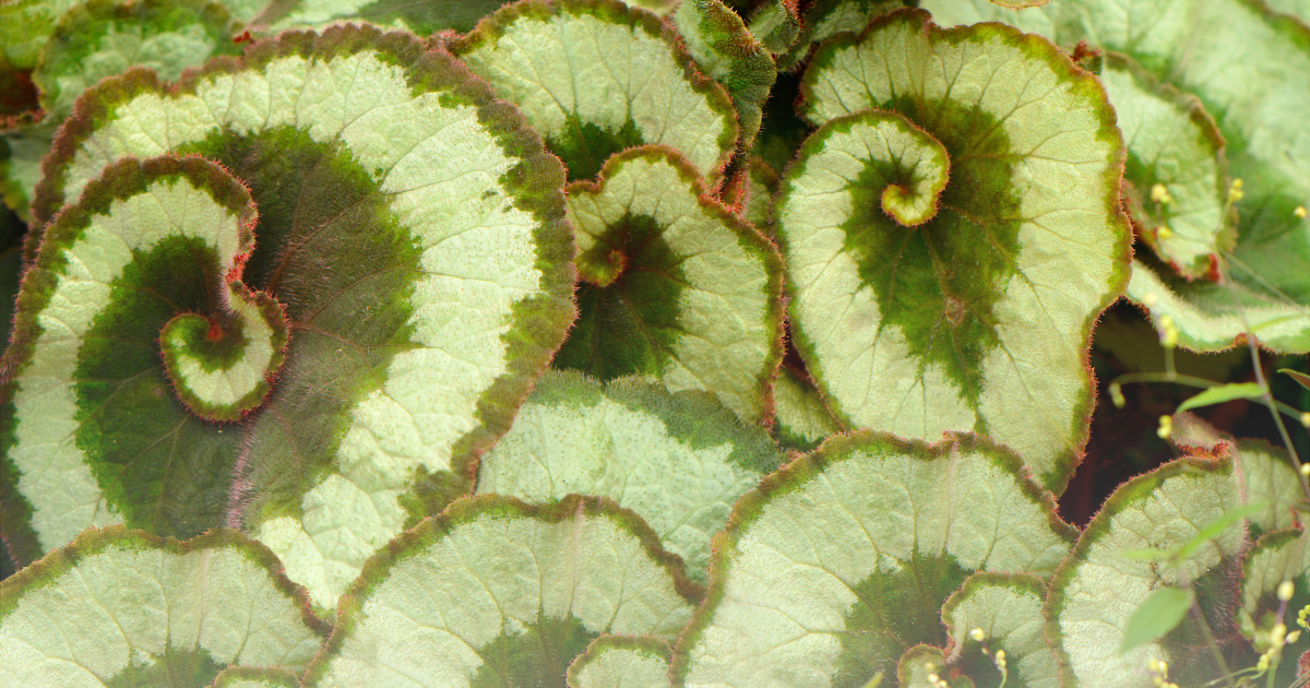 Begonia -Escargot-.png