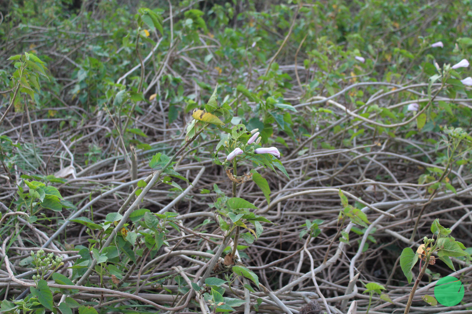 kangkung pagar - 2.jpg