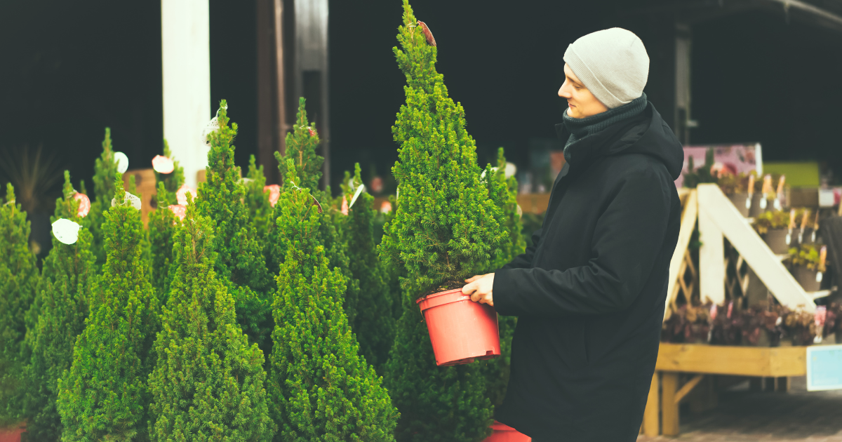 Potted Christmas Trees.png