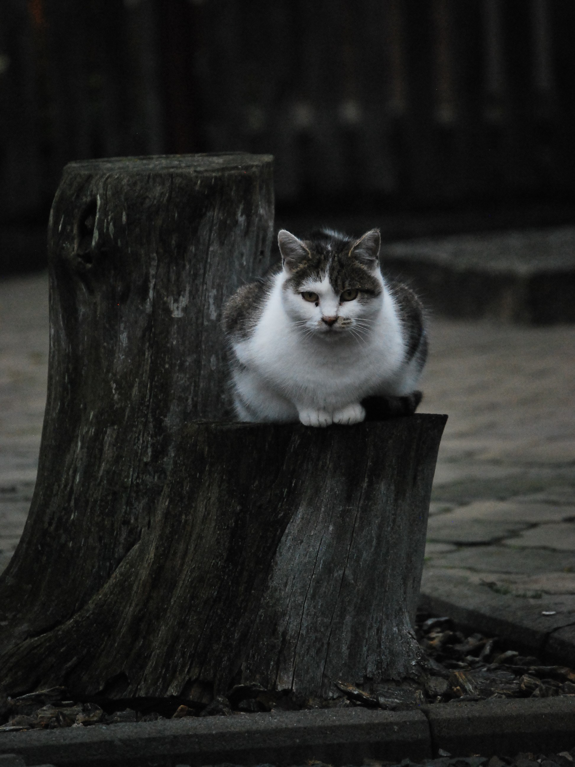 20 października - Dzień Krajobrazu | Przycięty pień drzewa, na którym przycupnął biało - szary kot. Kot patrzy prosto w obiektyw aparatu..JPG