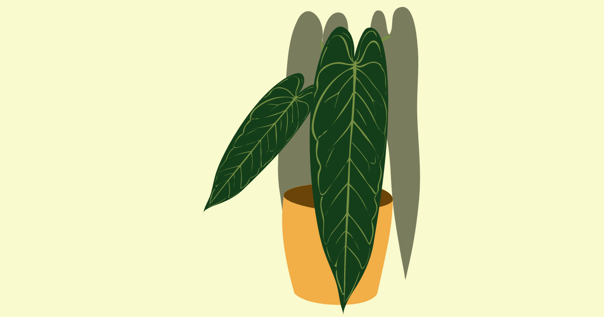 Anthurium Warocqueanum.png