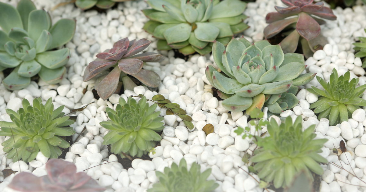 Types of Echeveria.png