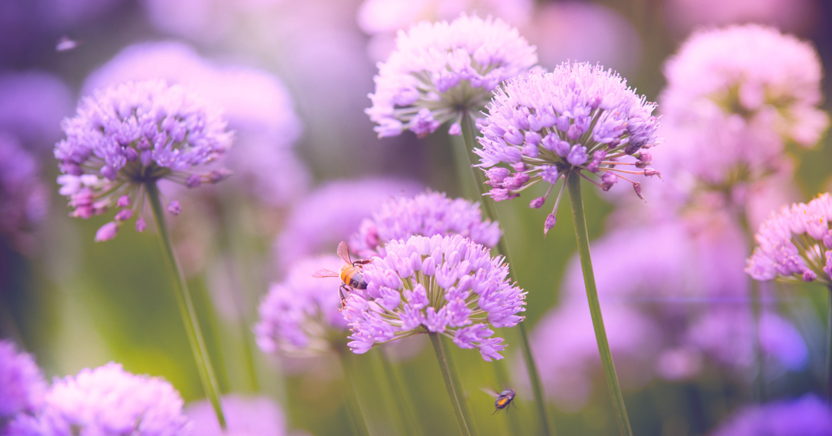ALLIUM.png