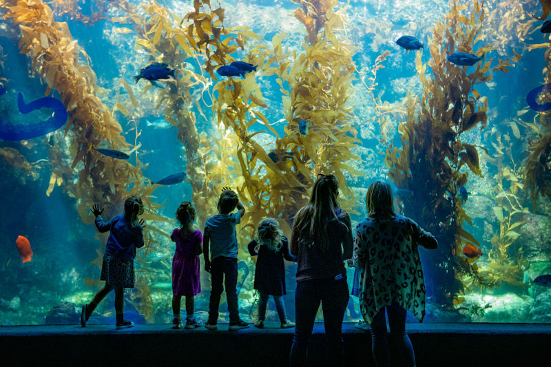 Birch Aquarium successfully spawns three critically endangered