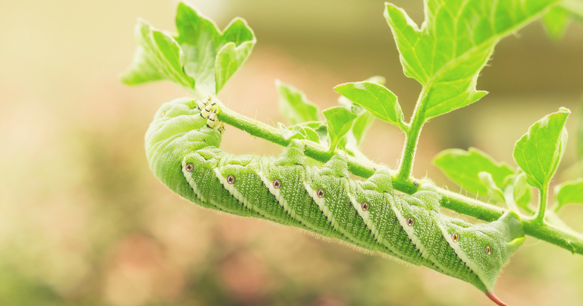 Tomato Hornworms.png