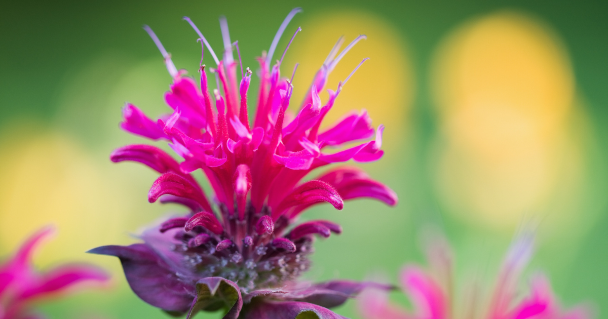 Bee Balm .png