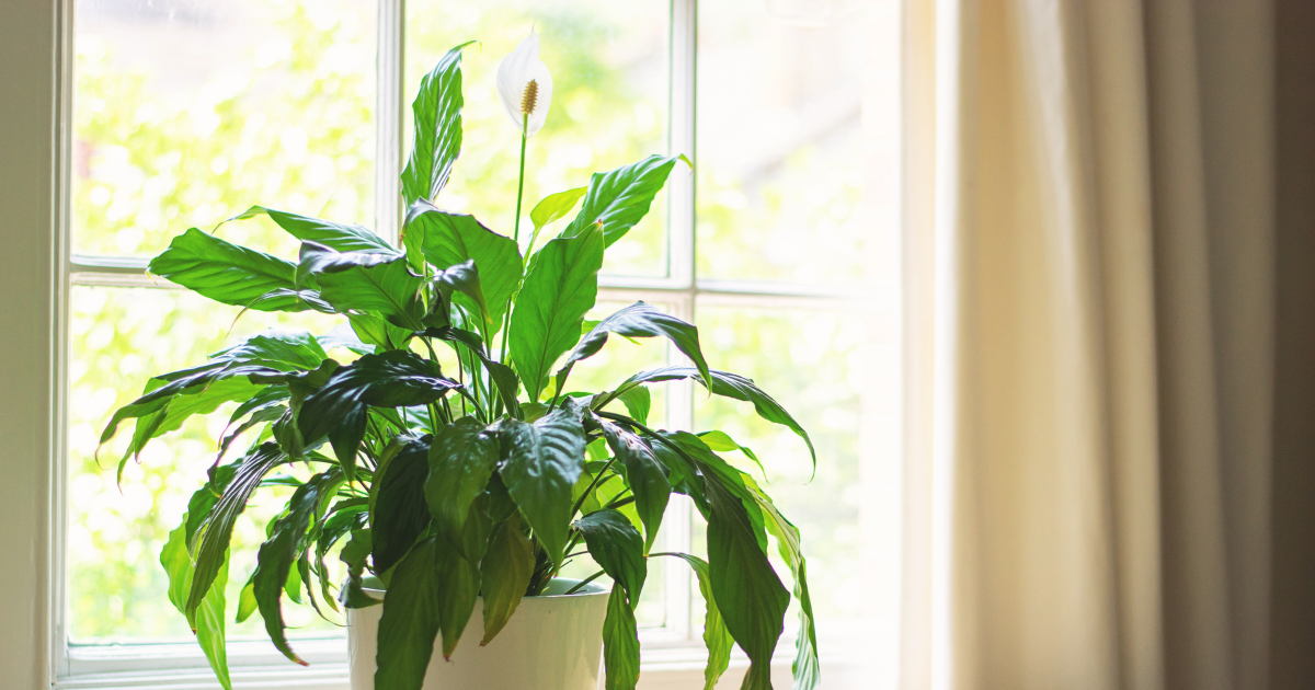 PEACE LILY.png