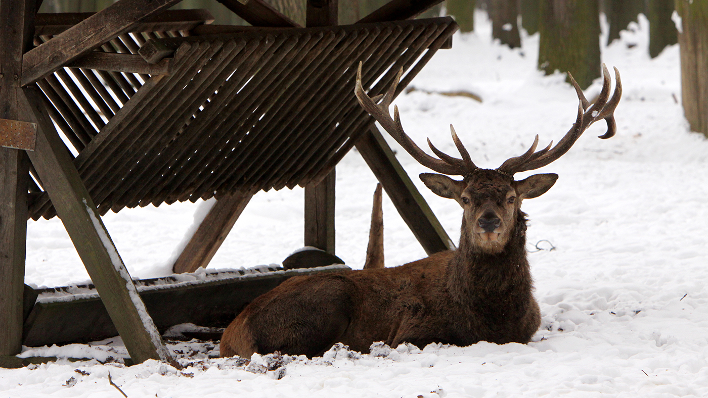 Wildtierfütterung-Beitragsbild.jpg