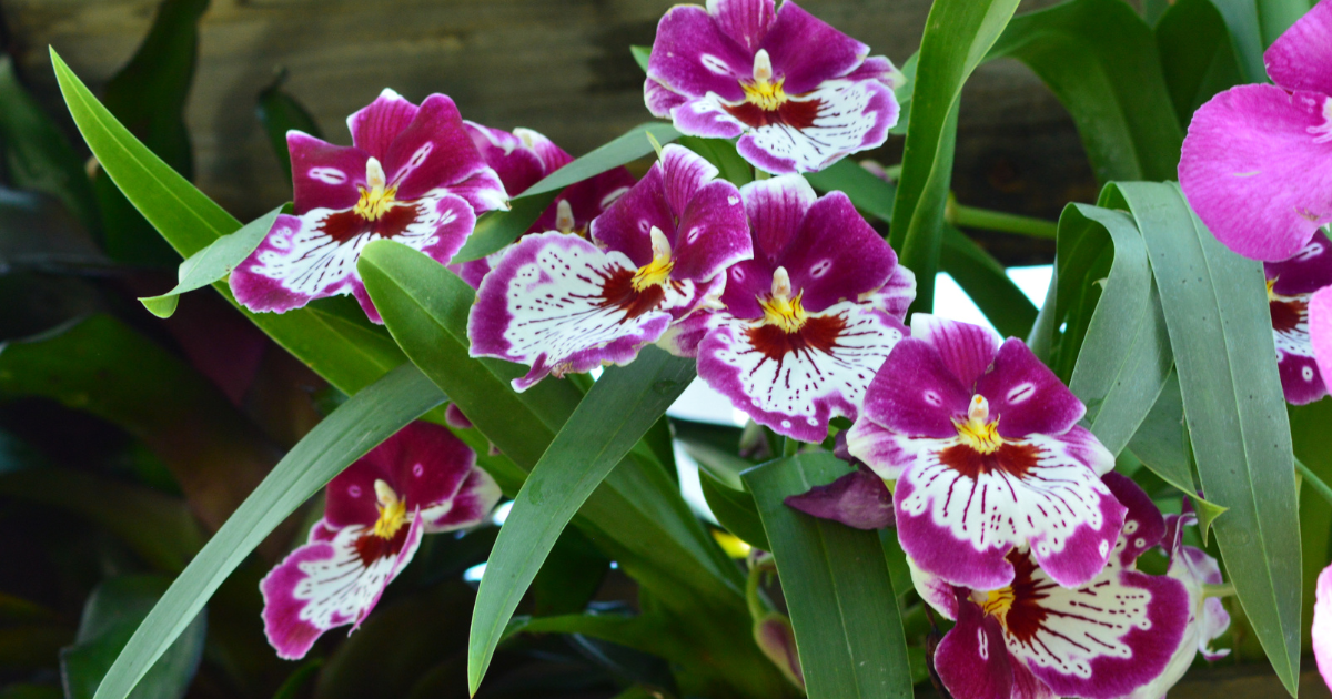 Miltoniopsis (Pansy Orchid).png