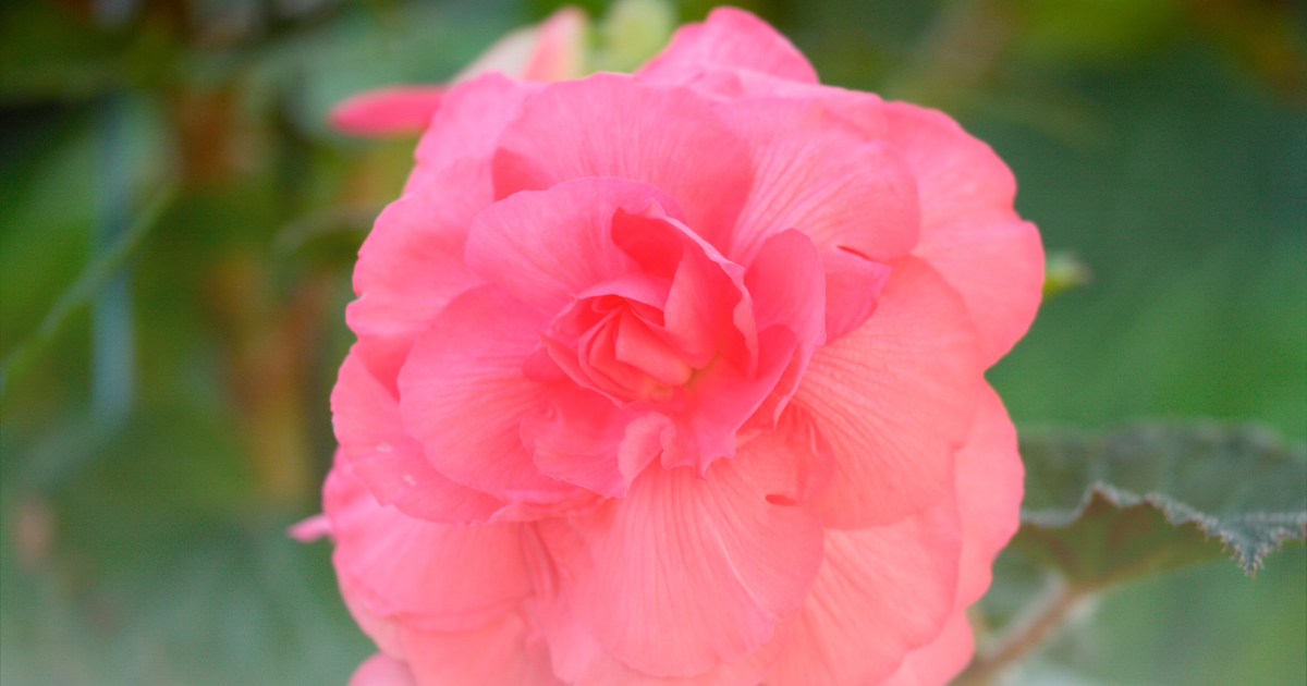 Begonia -Cascade Florence-.png