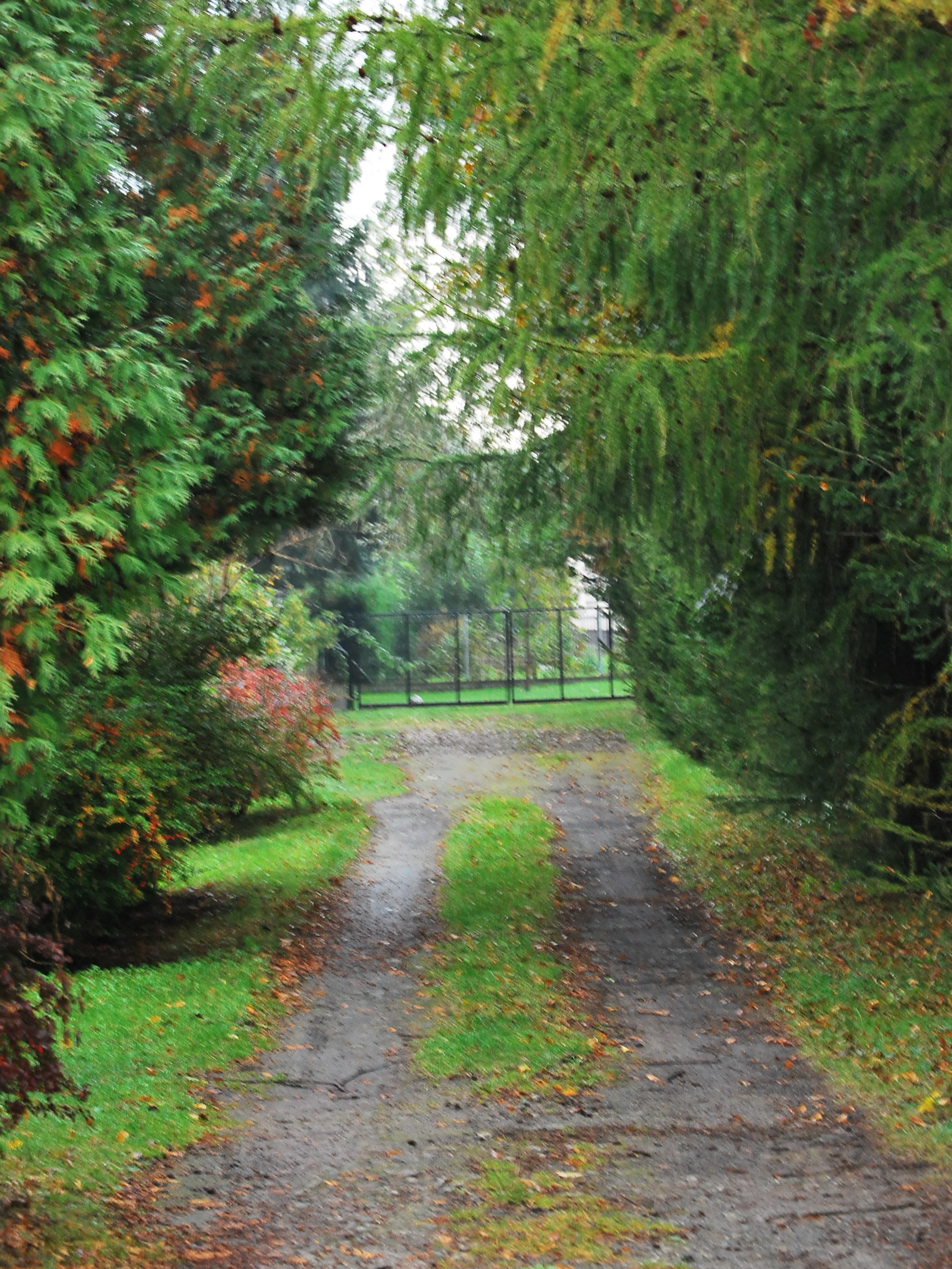 20 października - Dzień Krajobrazu | Fragment nieutwardzonej drogi porośniętej trawą, na trawie trochę jesiennych liści. Po obu stronach duże drzewa i krzewy. Droga kończy się metalowym ogrodzeniem, za nim również widoczna zieleń..JPG