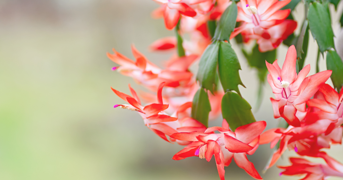 Christmas Cactus.png