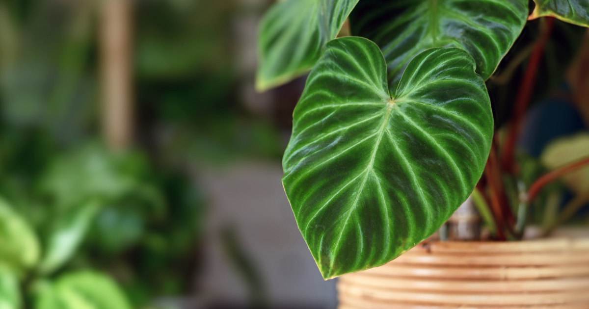 The Heartleaf Philodendron.png