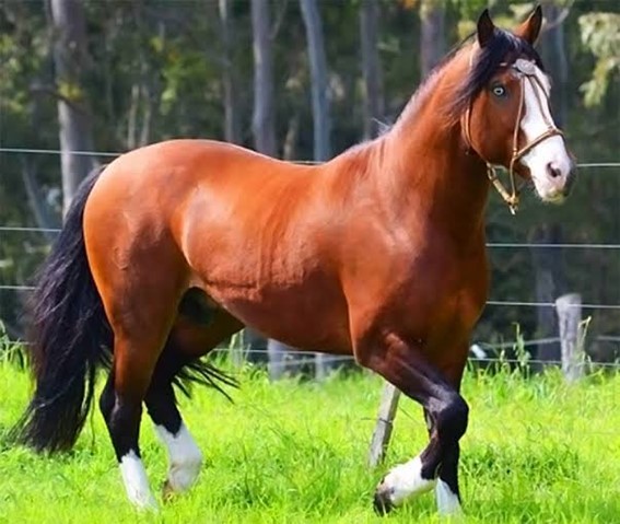 Pelagens de Equinos - Cavalo Campeiro