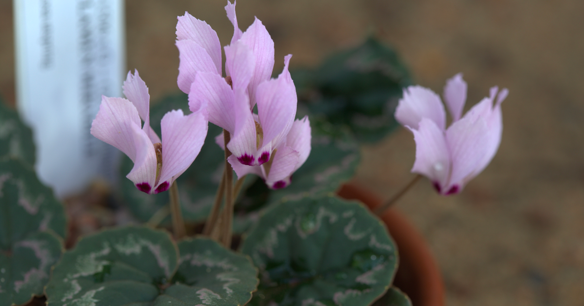 Cyclamen mirabile.png