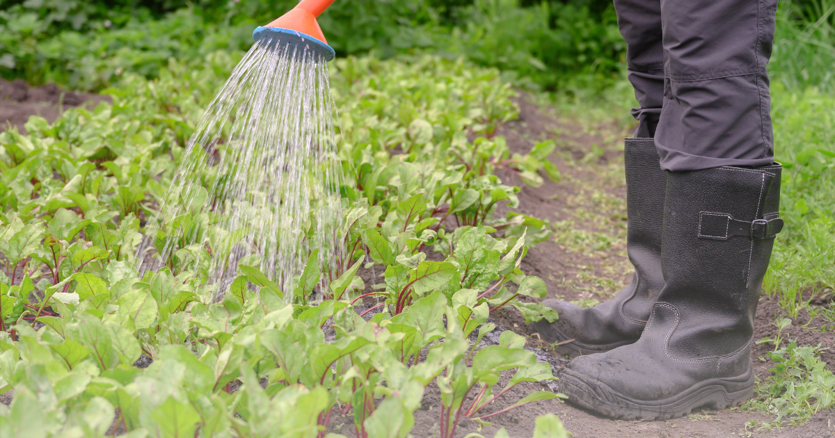 watering Beets.png