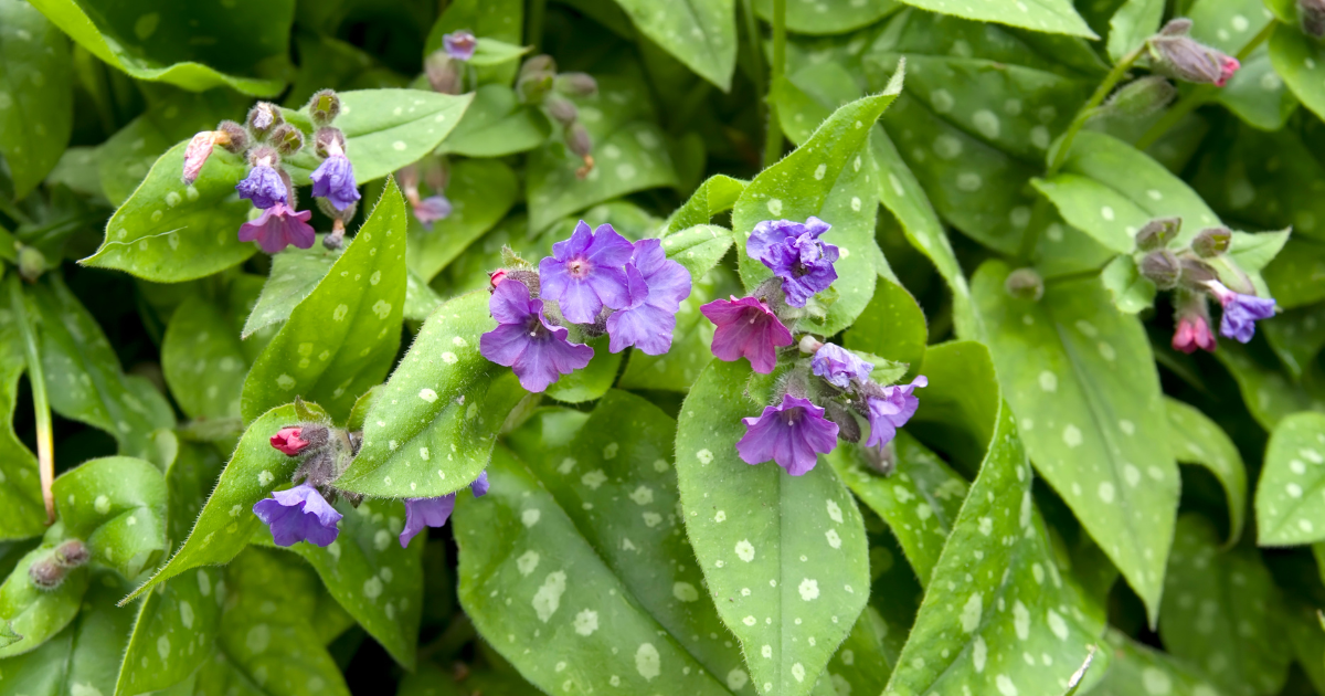 Lungwort.png