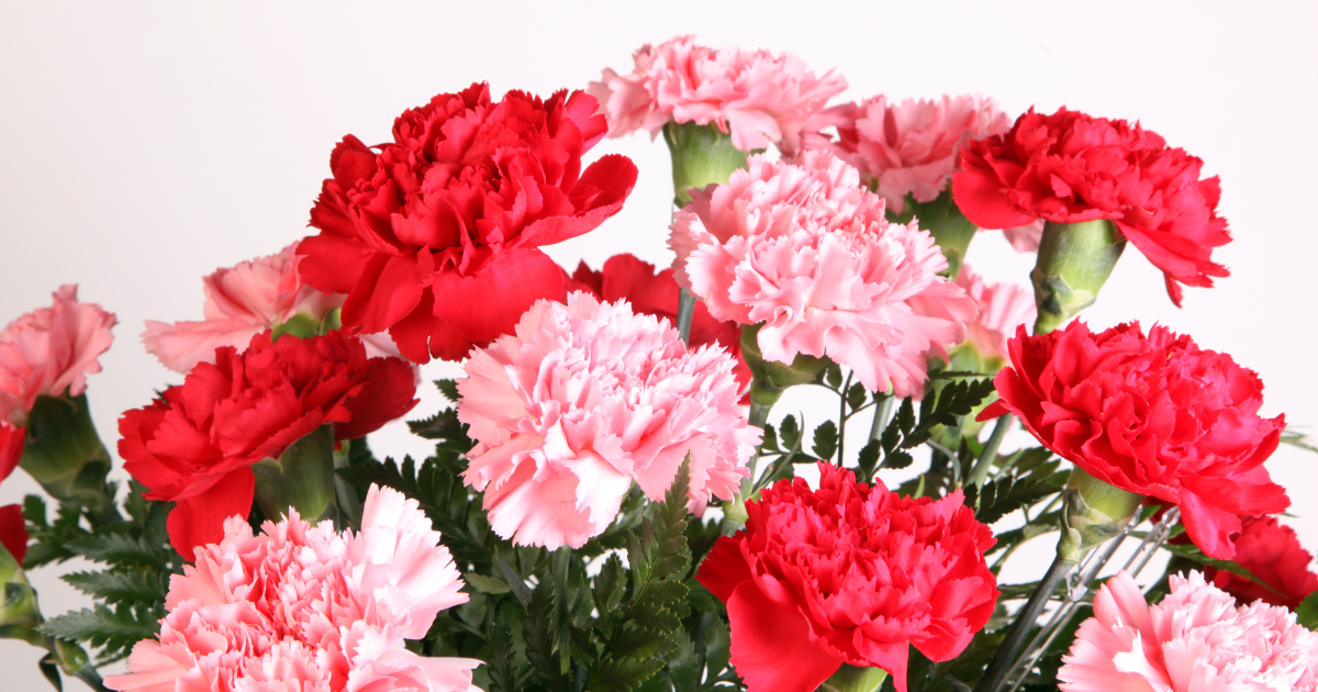 Carnations.png