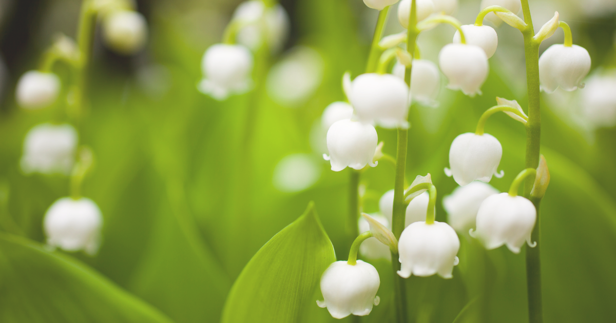 Lilies of the Valley.png