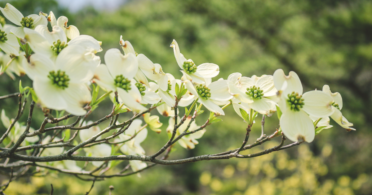 Dogwood Tree.png