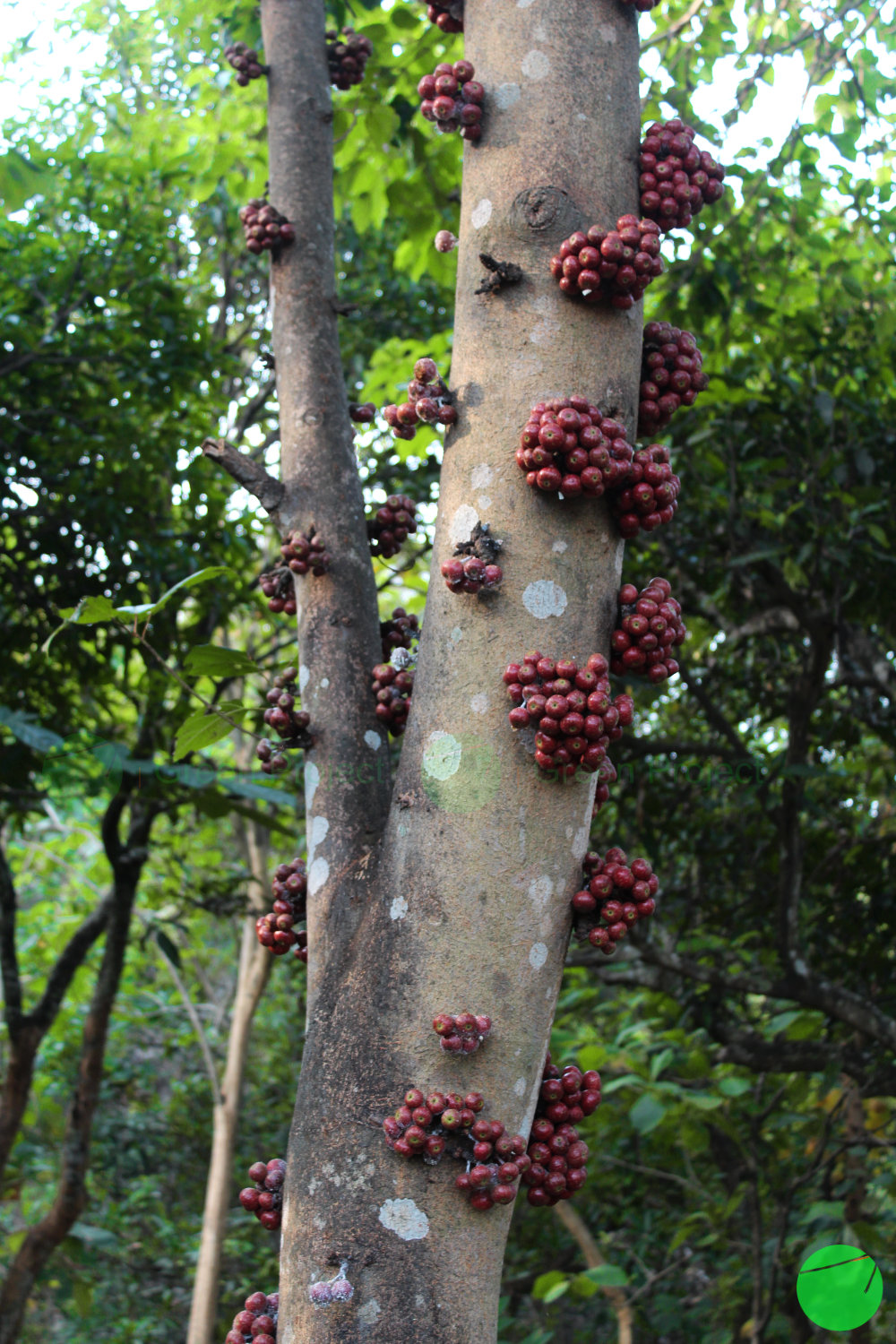 loa - Ficus racemosa - 5.jpg