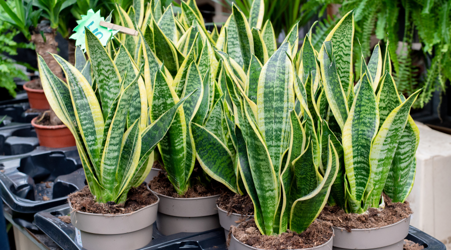 water-snake-plant.png