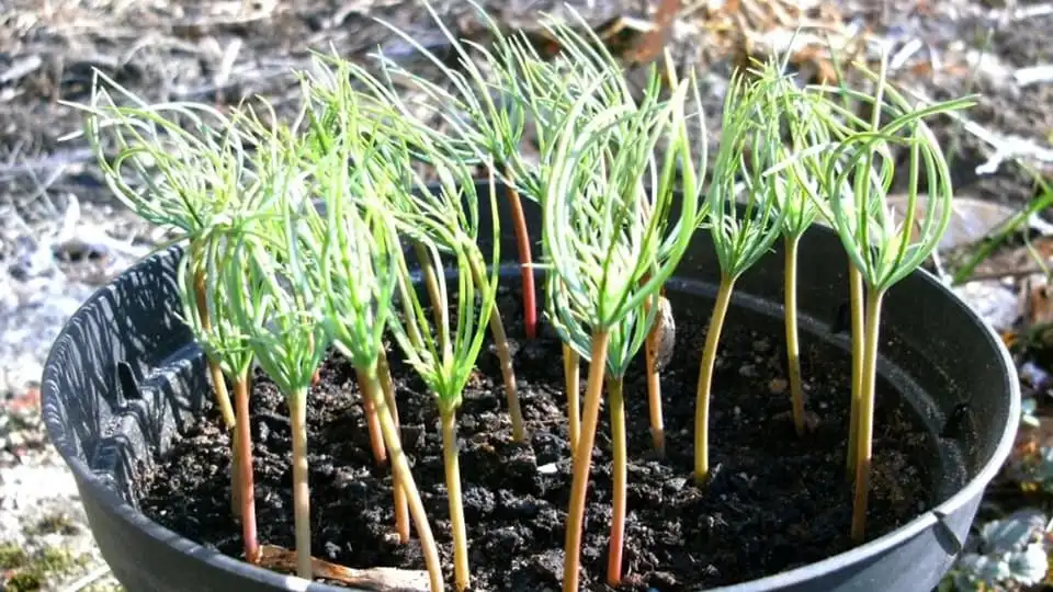 Growing Cedar from Pine Nuts