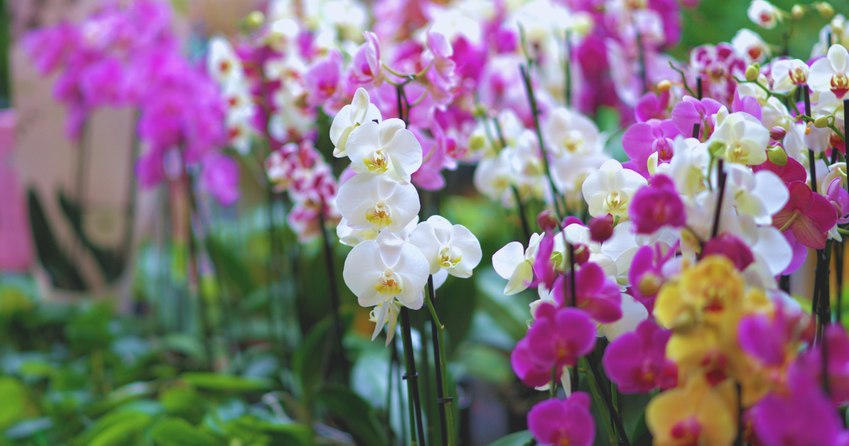 Orchids 2.png
