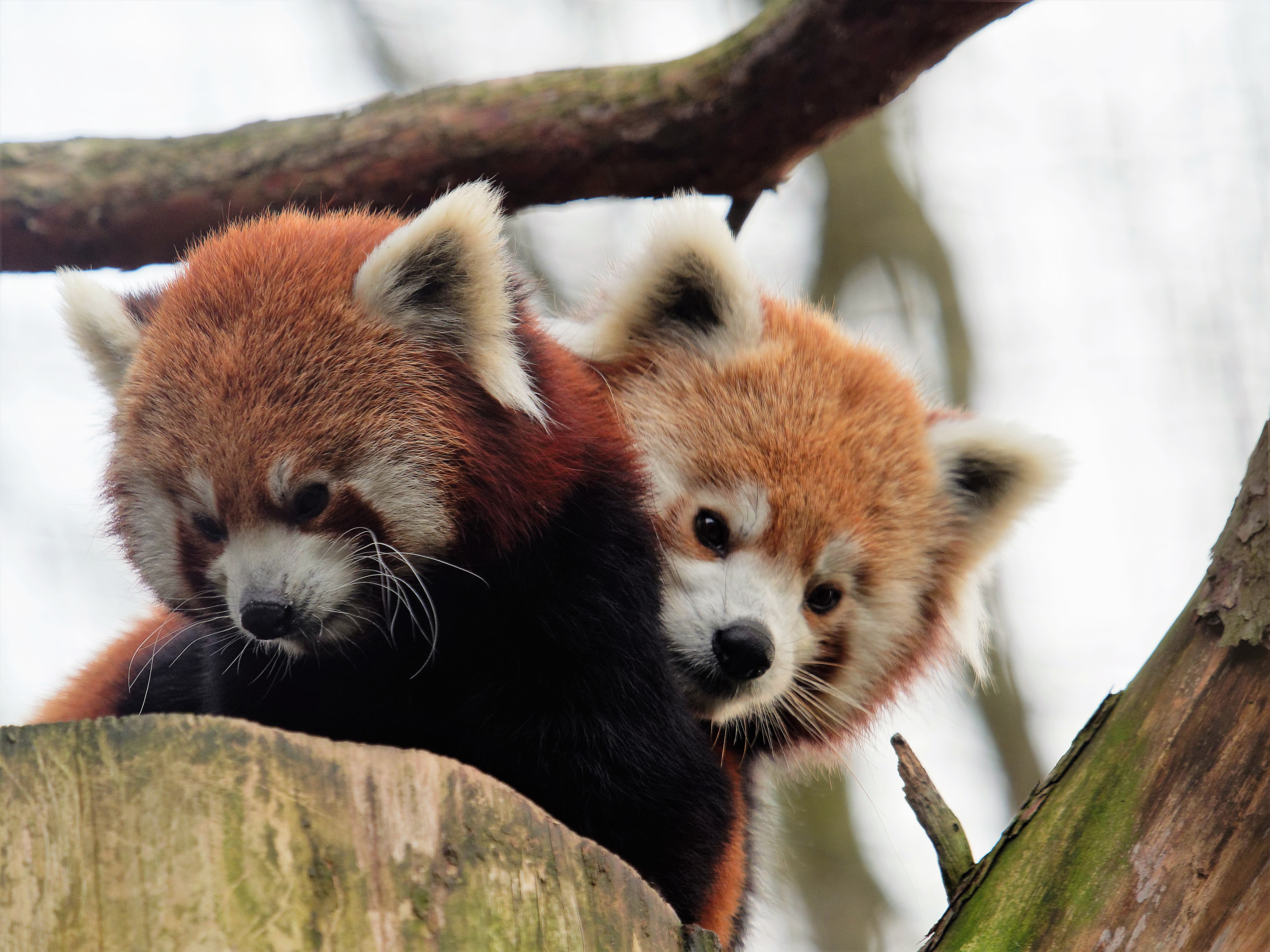 Twee rode panda-s DierenPark Amersfoort (2).jpg
