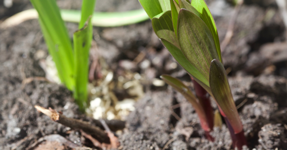 Amaryllis soil.png