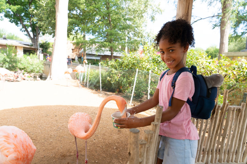 Guest feeding a flamingo.